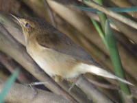 Icterine Warbler Icterine Warbler