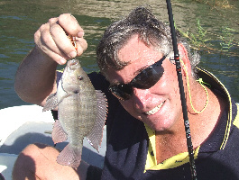 Pink Happy (bream) Pink Happy (bream)