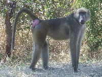 Baboon Baboon