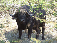 Buffalo Buffalo