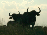 Buffalo Buffalo