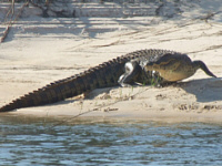 Crocodile Crocodile