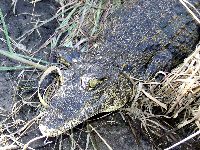 Crocodile Crocodile