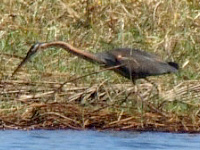 Darter Darter