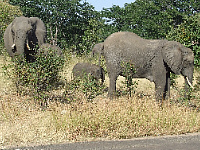 Elephant Elephant