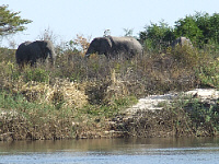 Elephant Elephant