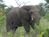 Elephant Elephant