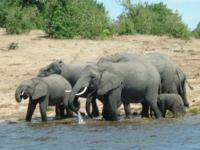 Elephant Elephant