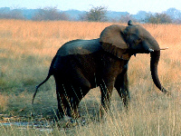 Elephant Elephant