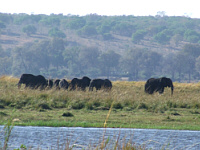 Elephant Elephant