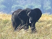 Elephant Elephant