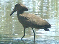 Hamerkop Hamerkop