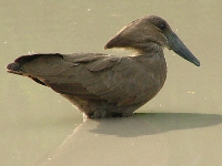 Hamerkop Hamerkop