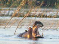 Hippo Hippo