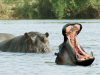 Hippo Hippo