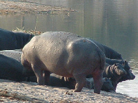 Hippo Hippo