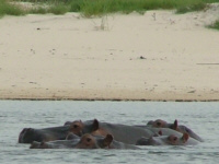 Hippo Hippo