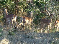 Impala Impala