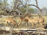 Impala Impala