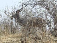 Kudu Kudu