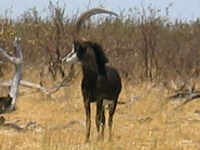 Sable Sable