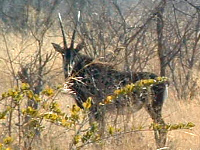 Sable Sable