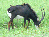 Sable Sable