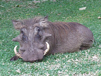 Warthog Warthog