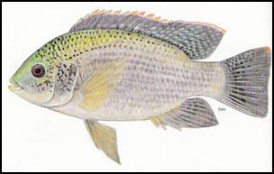 Zambezi Fishing Zambezi Fishing